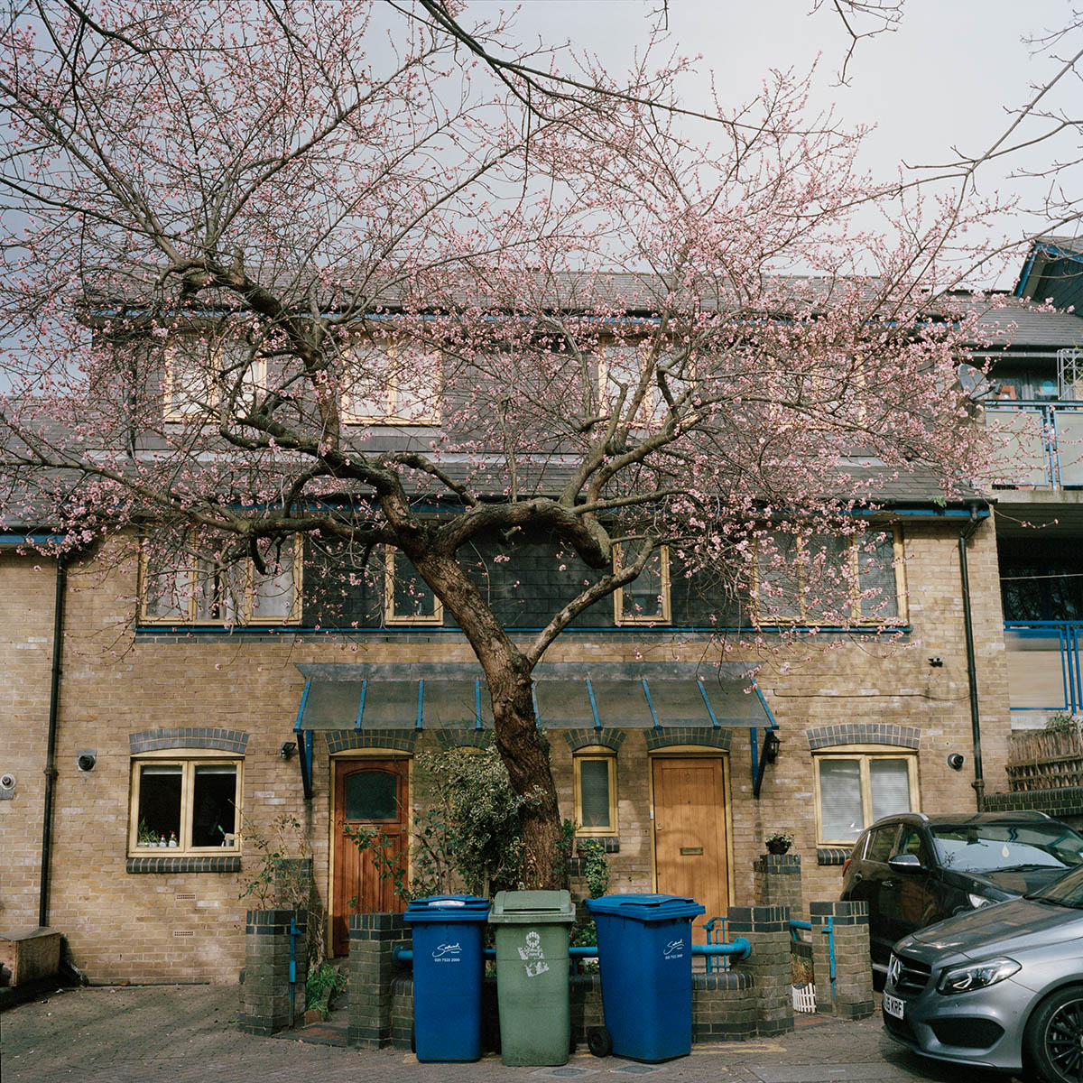 Un arbre en fleur dans le quartier de Bermonsdey, Londres, proche de la Tamise.