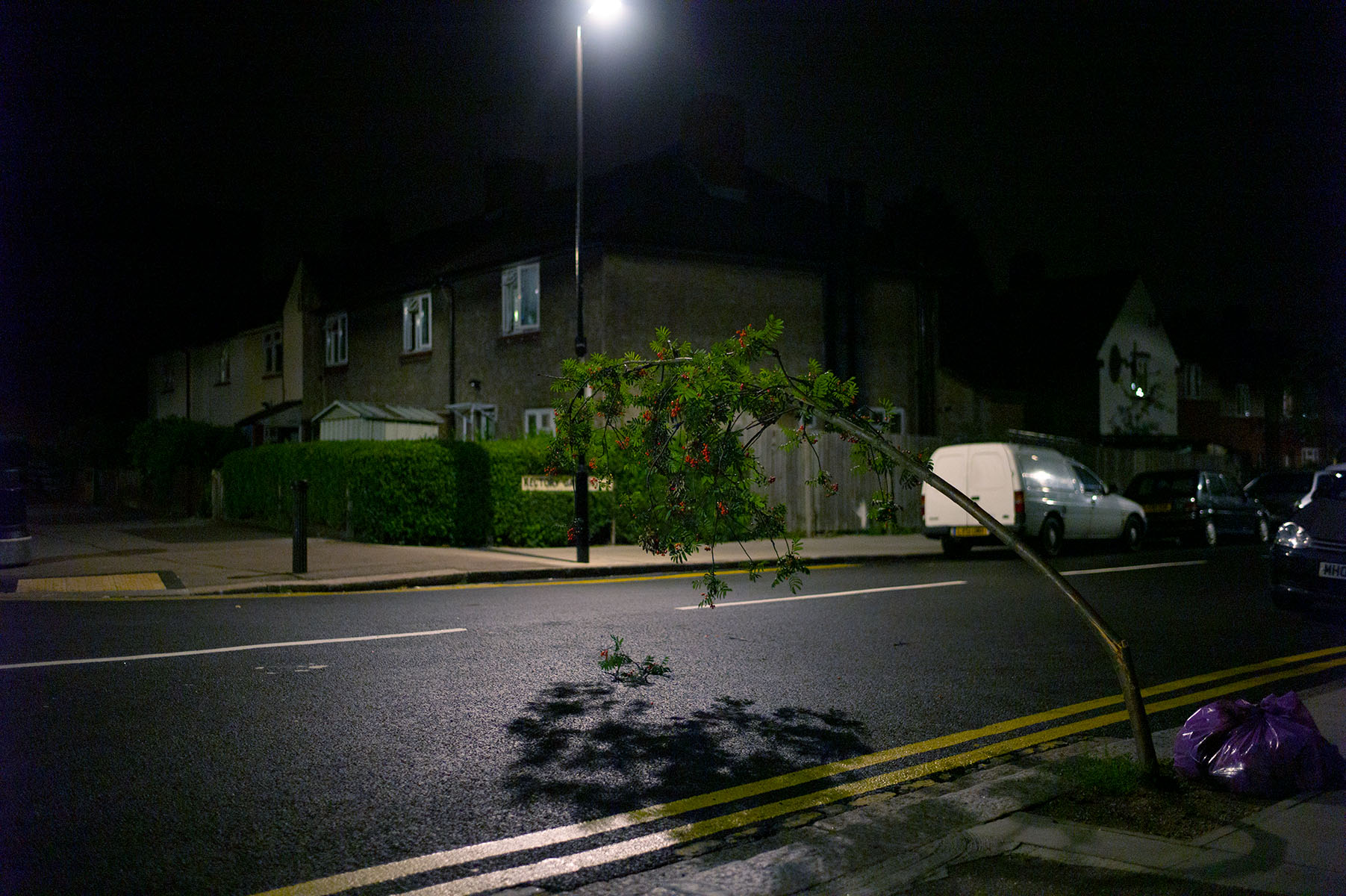 Un arbre mort dans le quartier de Finsbury Park, Londres.