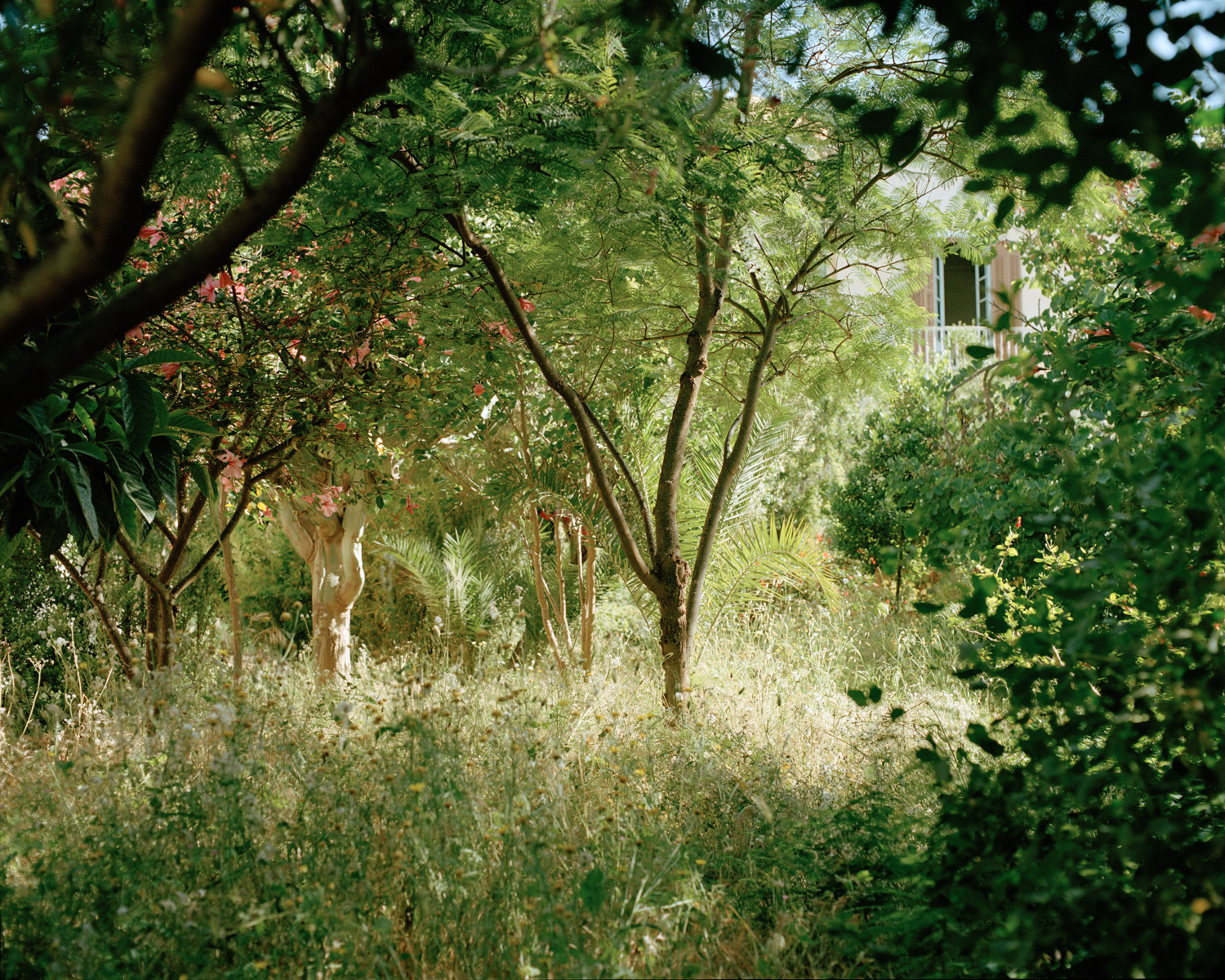 une photo du jardin de la maison Accacia, à Malagà en Andalousie, Espagne, par la photographe Naïma Lecomte.